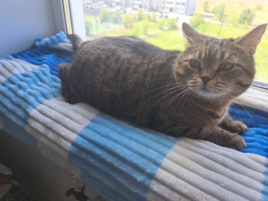 Отдам кошечку в добрые руки