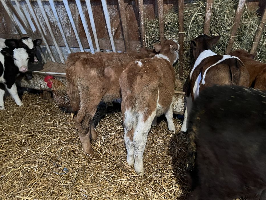 Vand 11 taurasi intarcati