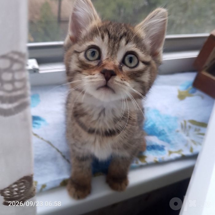 Отдается котенок в Добрые руки