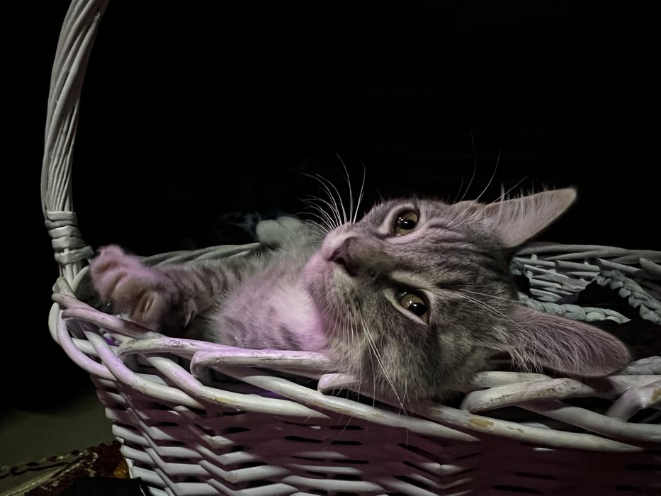 Котята. Отдам в хорошие руки