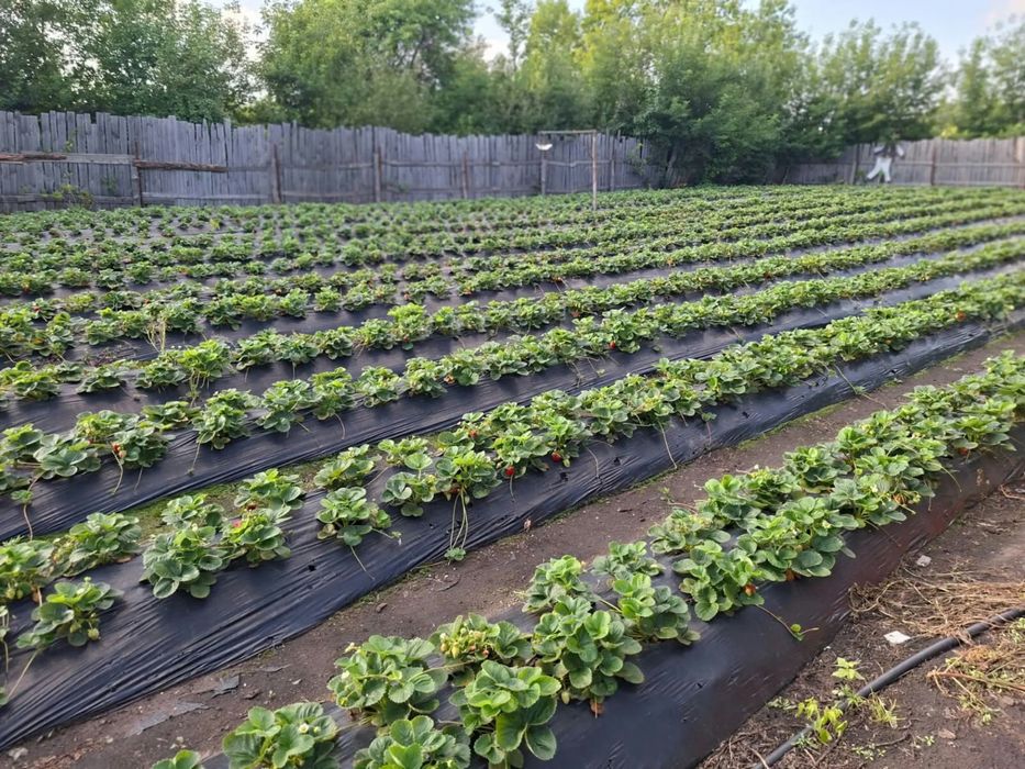 Продам ремонтантную клубнику Мурано