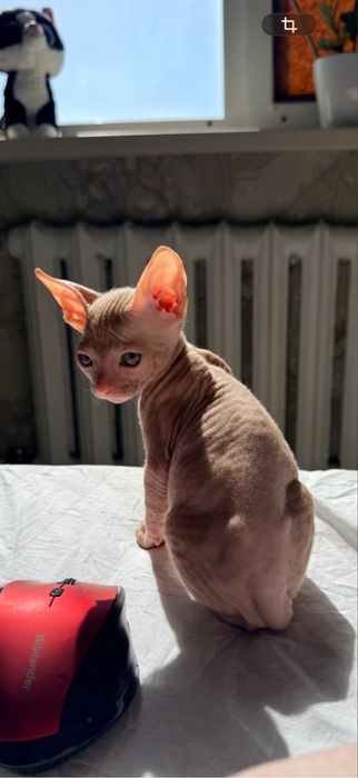 Продам котенка рыжий