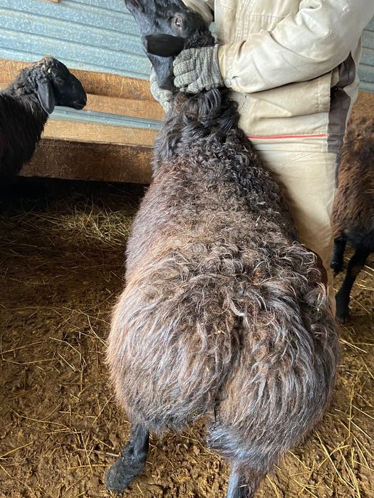 Жас кисканың үйдегі фотосуреттері