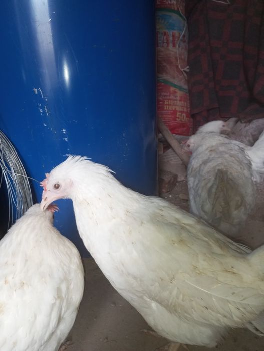 Несушки каралл срочно келісеміз 5еу бар