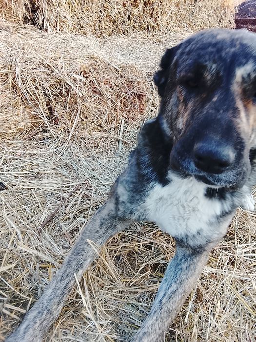 Кангал 1год кангал