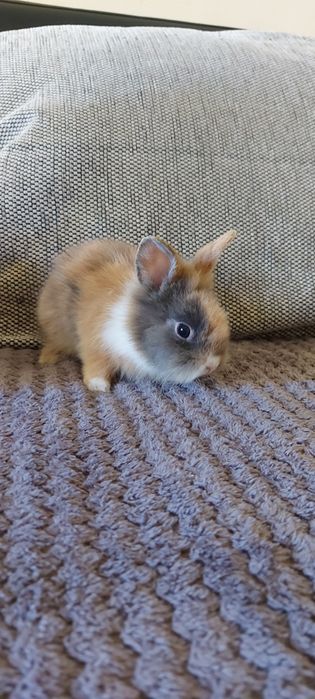 Vând iepuri cap de leu