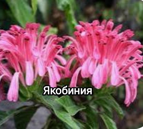 Продам комнатные цветы