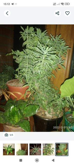 Комнатные растения