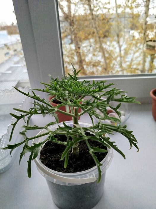 " Оленьи рожки "