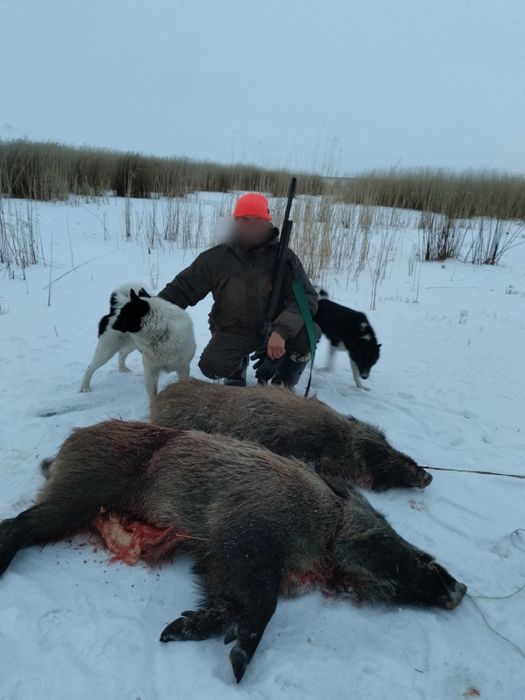 Продам РусскоЕвропейскуюЛайку