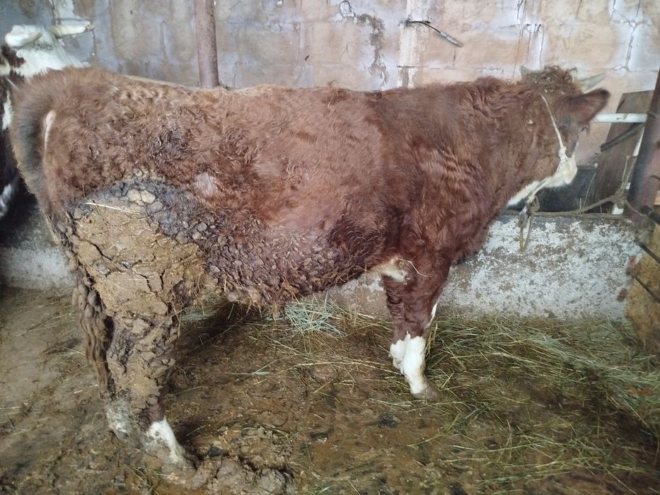 Бука сатылады екы жасар