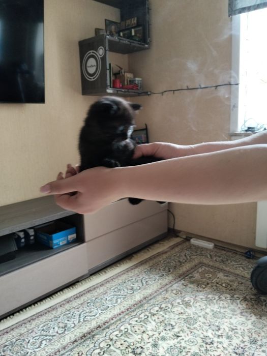 Отдам котенка в добрые руки