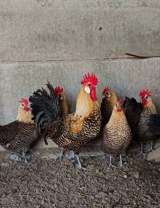 Ouă incubat găini brakel auriu