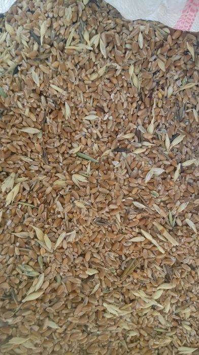 Продам ячмень в мешках по 50кг