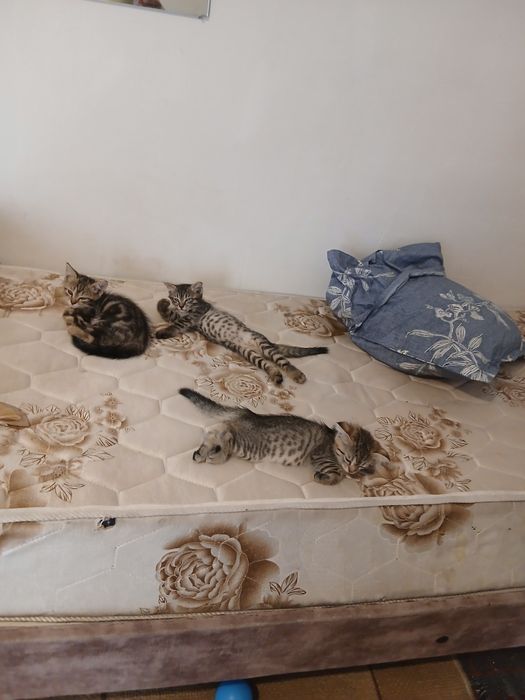 Отдаю в хорошие руки котят
