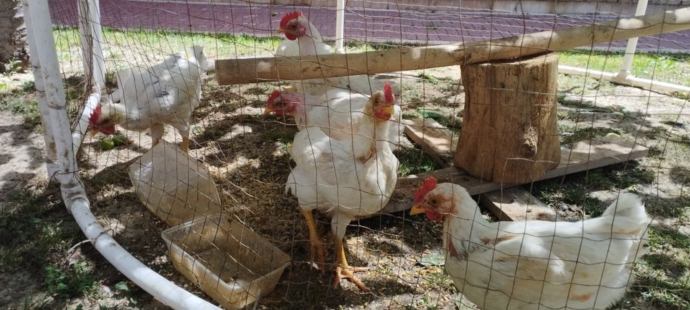 Tovuq qafas jojalari bilan sotiladi