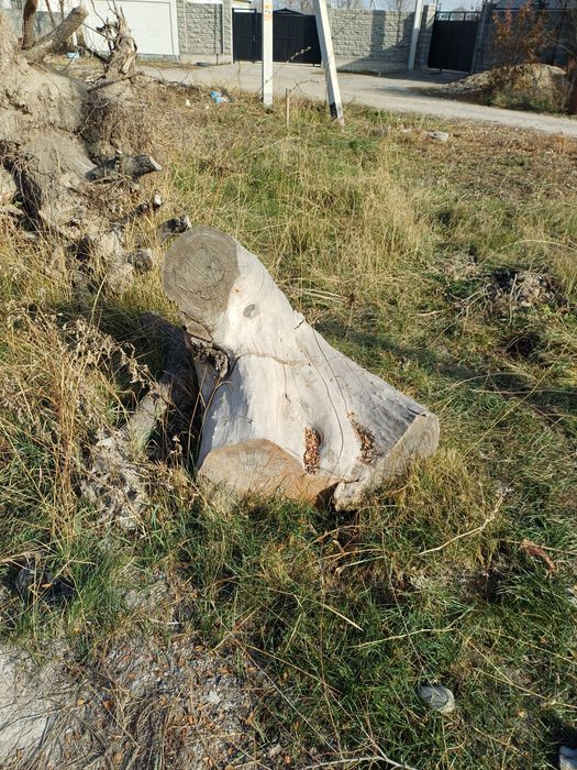 Карагач большие пеньки