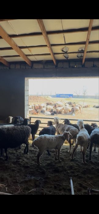 Продам баран Қой сатылады