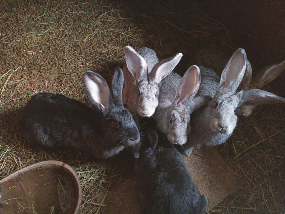 Заец кролик қоян көжектер