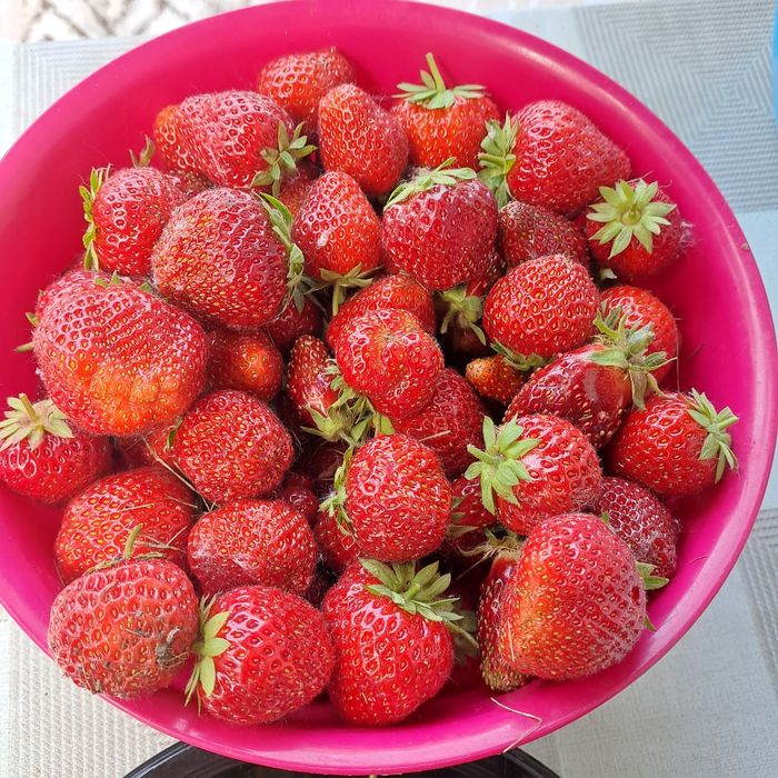 Продам рассаду клубники