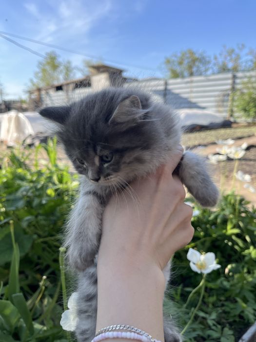 Отдам котят в хорошие руки
