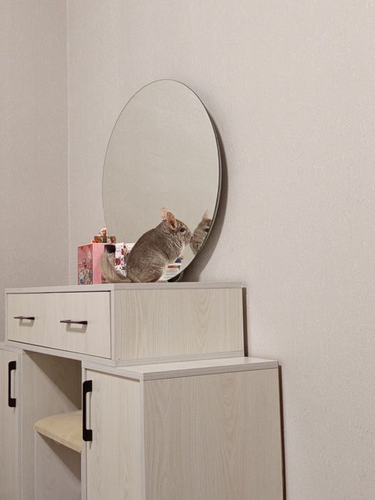 Продаётся шиншилла