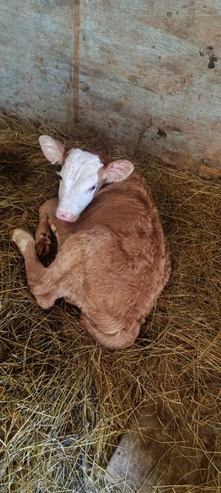 Продам телёнка бычек