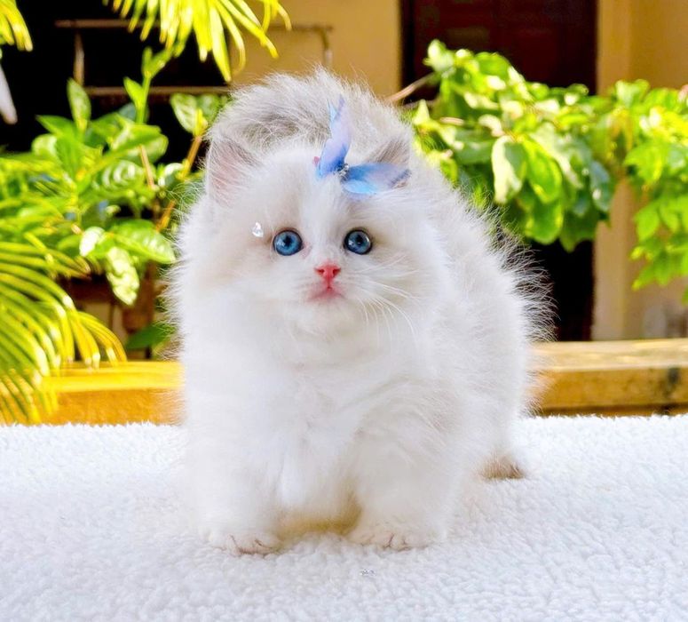 Регдоллы самые лучшые