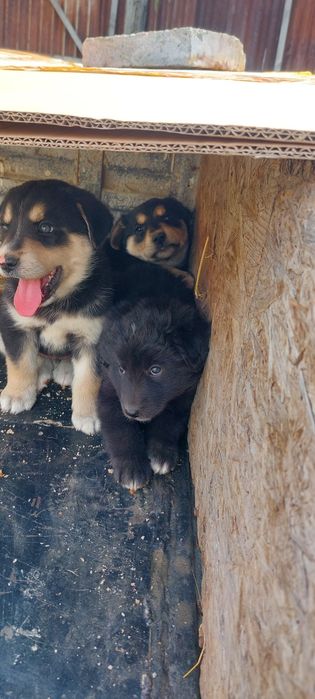 Щенята породистые