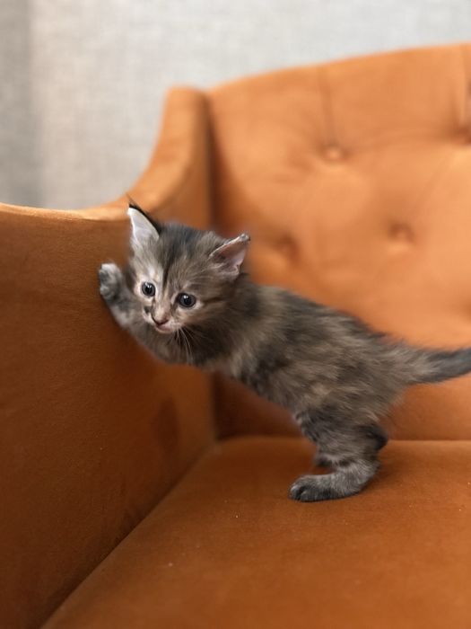 Отдам котенка в добрые руки