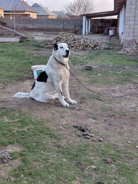 Алабайчик собака