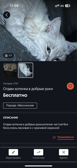 Отдам котенка в добрые руки