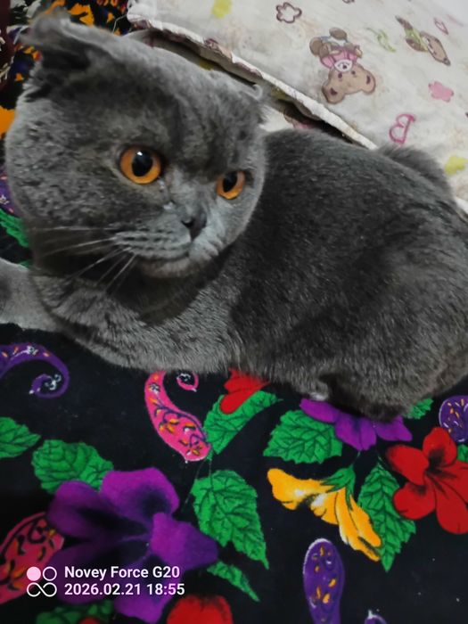 Muwuk parodali juda aqlli