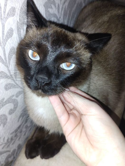 Сиамский кот отдам в добрые руки