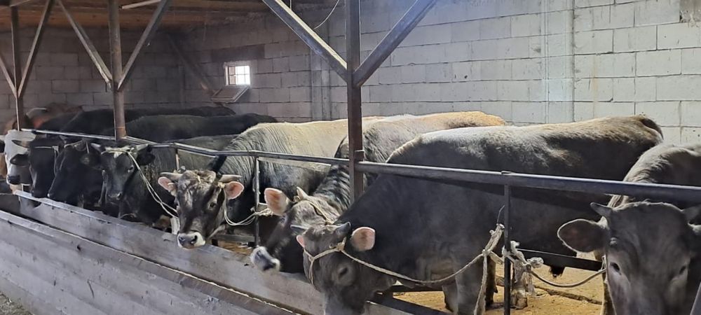 Продаются быки/ бұқалар сатылады