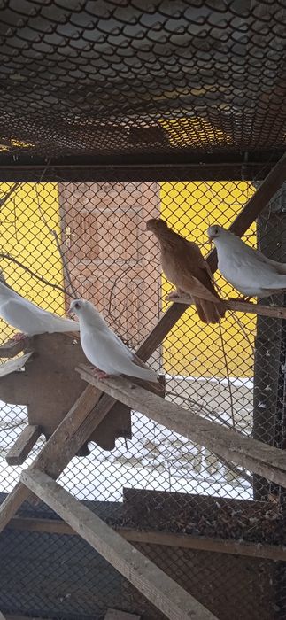 Продам голубей домашних