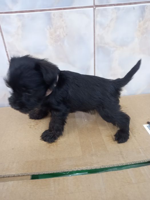Schnauzer pitic negru