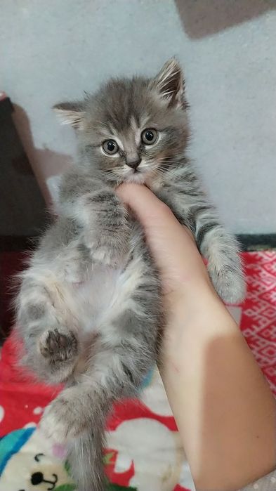 sotiladi mushukchalar kelishilgan narxda