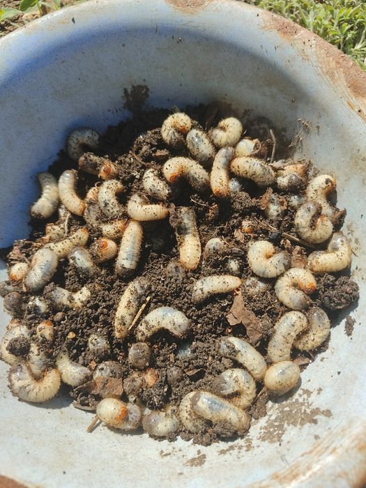 Личинки майского жука