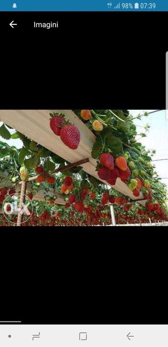 Stoloni capsuni 1 leu planta