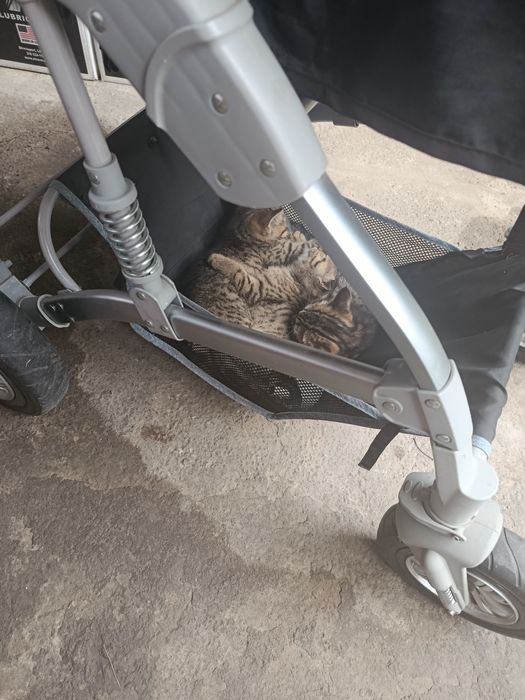 котенок скоттиш страйт