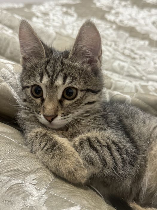 Отдам даром котенка