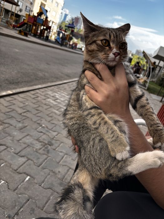 Котёнок 6-7 месяцев
