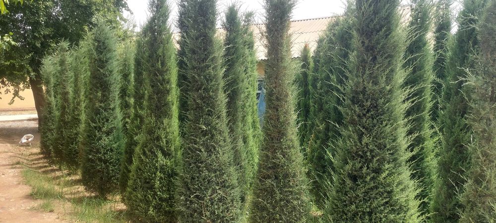 Можжевельник арча кучатлари сотилади