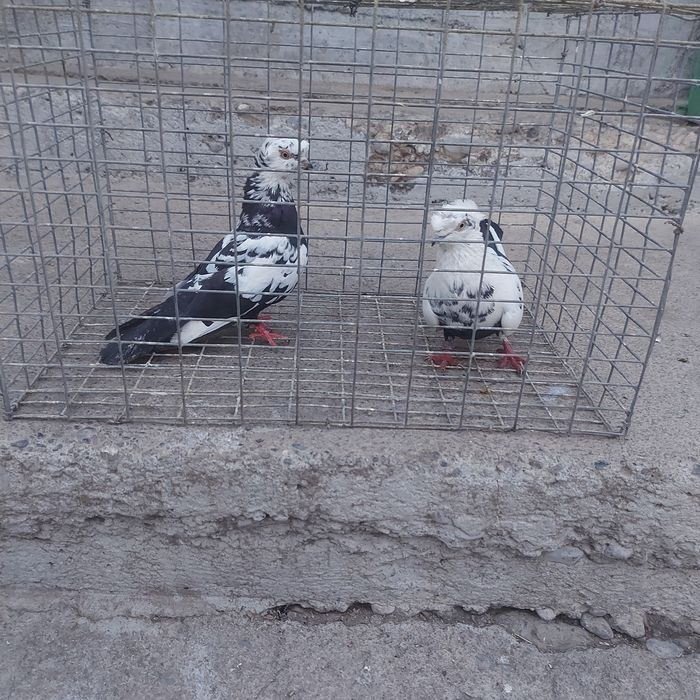 Сочи двух чуби пара лет с игрой