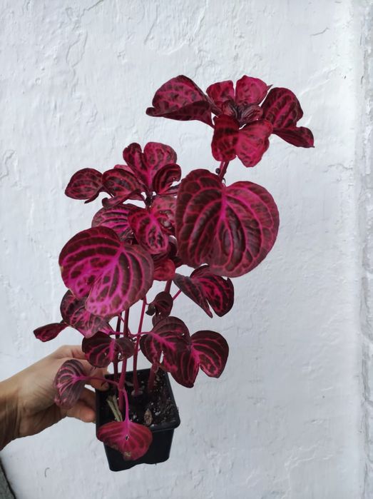 Продам.    цветы