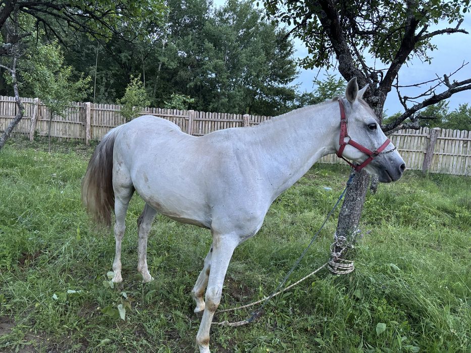 Schimb cal shagya arab