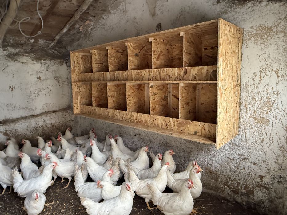 Разплодени яйца от Бял Легхорн