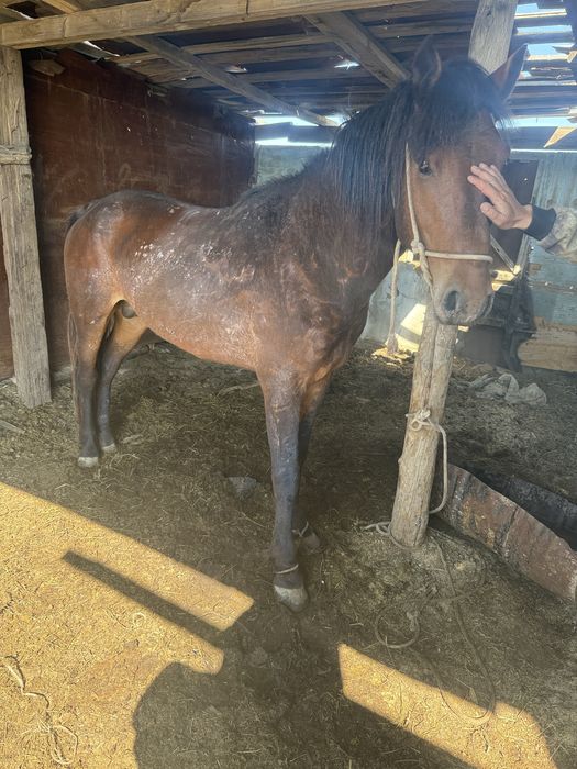 5 жасар Айғыр жуас