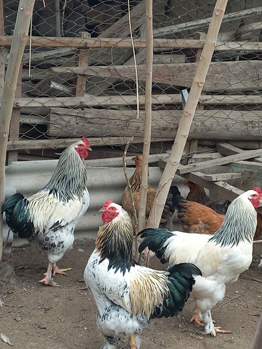 Жақсы Қораздар бар